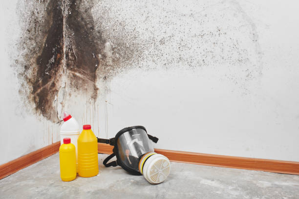 Best Post-Flood Mold Remediation in Gang Mills, NY