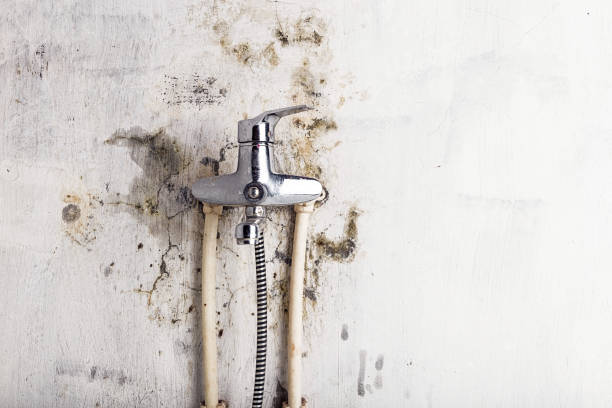Best Kitchen Mold Remediation in Gang Mills, NY