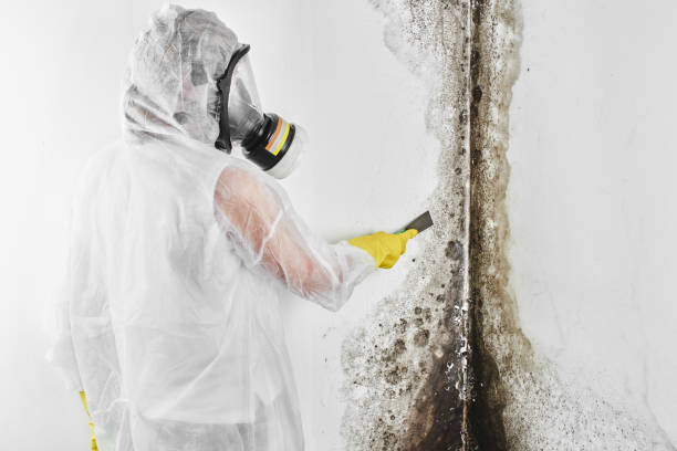 Best Emergency Mold Remediation in Gang Mills, NY
