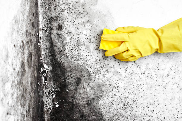 Best Residential Mold Remediation in Gang Mills, NY