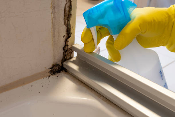 Best Commercial Mold Remediation in Gang Mills, NY