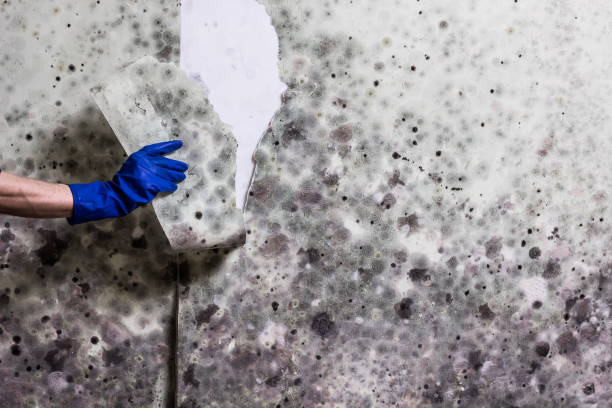 Best White Mold Remediation in Gang Mills, NY